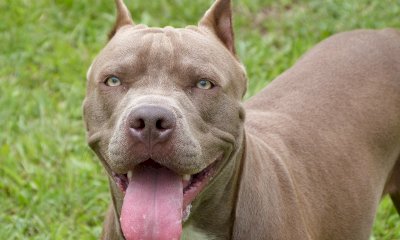 Il pitbull fa litigare i condomini, i padroni finiscono in tribunale