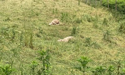 Gregge di pecore sbranato dai lupi a Mondovì. Coldiretti: “Reti e cani da guardia non bastano”