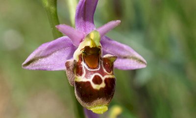 Le orchidee spontanee delle Langhe, una mostra a Camerana