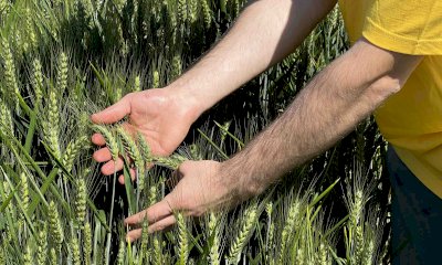 Cereali, Coldiretti Cuneo: 