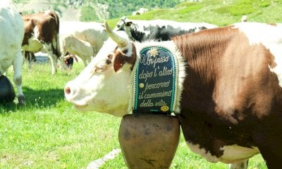 In Valle Stura si può seguire dal vivo la transumanza