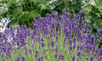 Dal 12 al 14 luglio ad Andonno torna la Festa della Lavanda