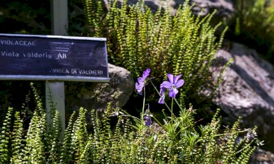 Sabato 15 giugno riapre Valderia, il giardino botanico del Parco Alpi Marittime a Terme di Valdieri