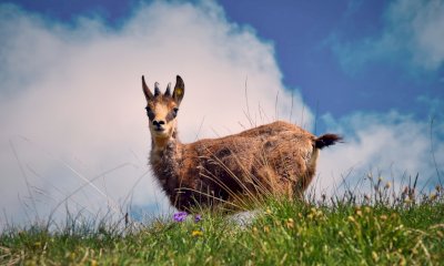 Bibi è tornata in valle Varaita: liberata in natura la giovane femmina di camoscio salvata un anno fa