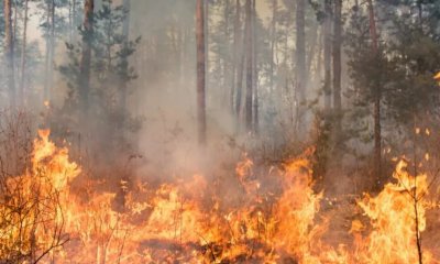 Il Comando provinciale dei Vigili del Fuoco organizza un incontro interforze sulla lotta agli incendi boschivi