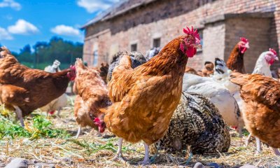 Europoll acquisisce Pollo Maccario di Boves