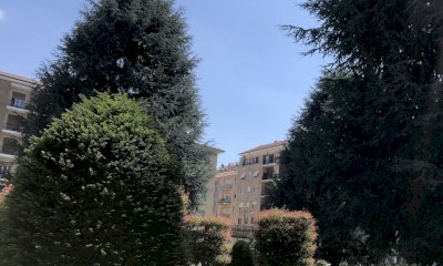 Piazza Europa, continua la battaglia delle opposizioni: un OdG per chiedere nuove verifiche sui cedri