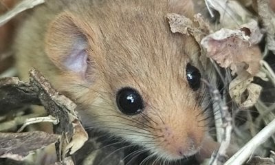 Riparte nel Parco Alpi Marittime il monitoraggio dei moscardini