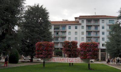 I cedri di piazza Europa tornano a 