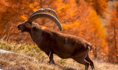 Al Pian del Re in mostra gli animali di Fulvio Beltrando