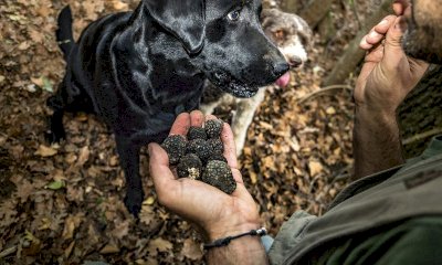 A settembre sessione degli esami di idoneità alla raccolta tartufi