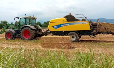 Busca: si raccoglie l’orzo con difficoltà causa precipitazioni. A metà mese trebbiatura del grano tenero