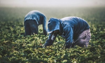 Caporalato, controlli a tappeto in tutta Italia: due aziende su tre irregolari. Denunce a Cuneo