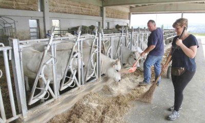 Cia Cuneo: “Bovini di Razza Piemontese, c’è il rischio di perdere un’eccellenza del territorio”