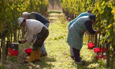 Sfruttamento di braccianti nelle vigne delle Langhe, misure cautelari per tre persone