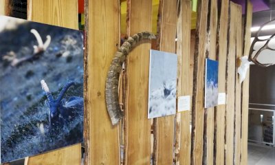 “Animali in cerca di autore”