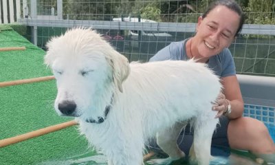 Riparte anche quest’anno ad Alba “Canile in piscina”