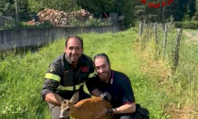 Garessio, capriolo rimane bloccato in un recinto: recuperato dai Vigili del Fuoco