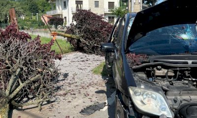 Boves, esce di strada corso Trieste e abbatte due piante