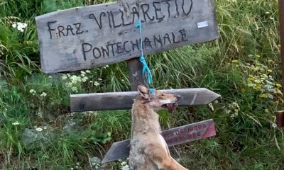 Carcassa di lupo appesa a un cartello a Pontechianale: si indaga per risalire agli autori