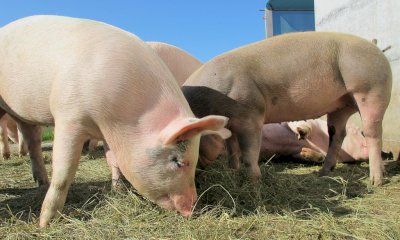 La peste suina arriva in un allevamento suinicolo del Piemonte