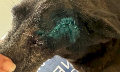 L’operazione può salvare una cagnolina: si cercano i fondi necessari