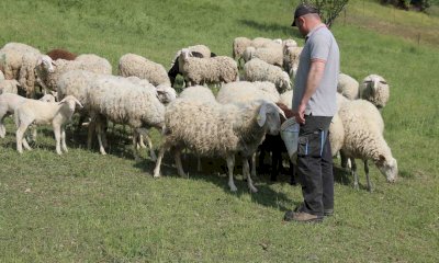 Cia Cuneo: “Bene il bando per i danni causati dai grandi carnivori alla zootecnia” 