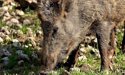 Peste suina, Coldiretti Piemonte: 