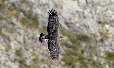 La fauna alpina nel clima che cambia: se ne parla a San Bartolomeo di Chiusa Pesio