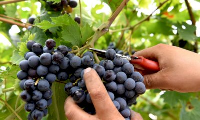 Vendemmia al via, Coldiretti Cuneo: 