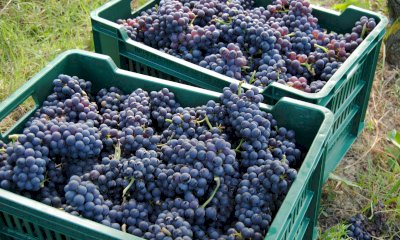 La vendemmia 2024 in Alta Langa è cominciata con i primi grappoli di Pinot nero