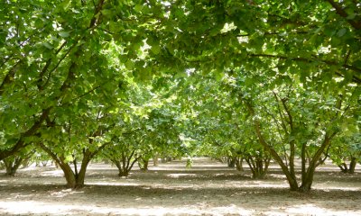 Confagricoltura lancia l'allarme sulla scarsità di raccolto di nocciole in provincia di Cuneo