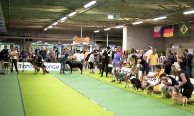 Un'esposizione canina internazionale a Mondovicino