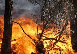 Massima pericolosità per gli incendi boschivi su tutto il territorio regionale