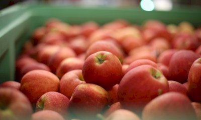 Il melo è la specie frutticola più coltivata in Piemonte. Al via le operazioni di raccolta