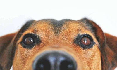 L'Ordine dei Medici Veterinari cuneese presenta un corso di formazione per proprietari di cani
