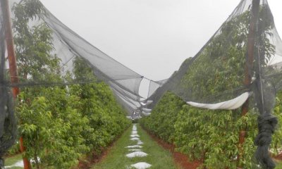 Il clima cambia: Confagricoltura chiede una revisione del sistema assicurativo con normativa più flessibile