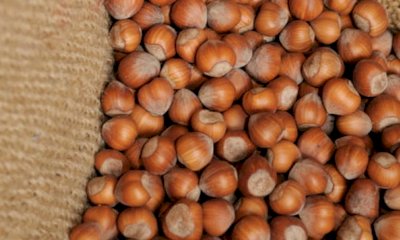 Confagricoltura Piemonte denuncia lo stato di crisi del comparto corilicolo piemontese