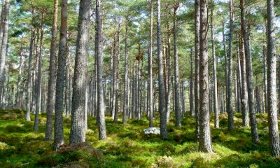Gestione del taglio boschivo, un seminario informativo organizzato da Cia Cuneo