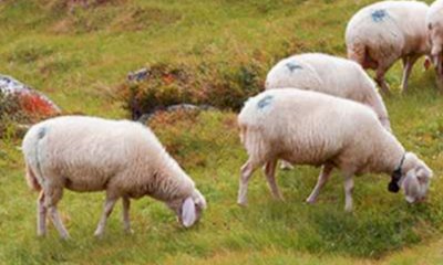 Lingua blu, il Comune di Roaschia annulla la Mostra interprovinciale degli ovini di razza frabosana-roaschina