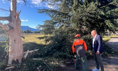 Il temporale di ieri ha causato la caduta di un albero nel parco dell’ospedale Carle