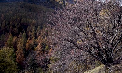 Riaperto lo Sportello Forestale dell’Unione Montana Valle Varaita