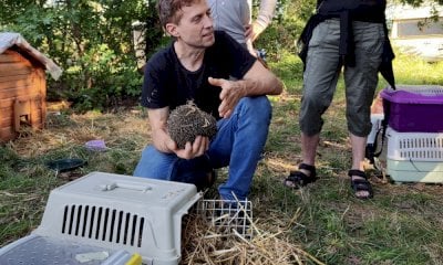 “Si fermino le ruspe al Parco del Meisino”: l’appello del medico dei ricci al Comune di Torino