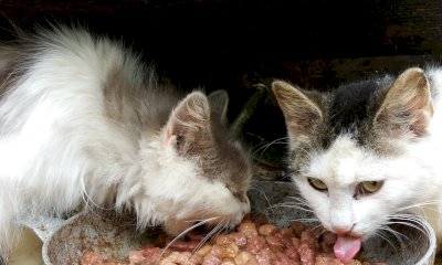 Sonniferi nella pappa per recuperare un gattino randagio: i Forestali la denunciano per maltrattamenti