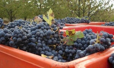 Stagione vendemmiale 2024, al via la rilevazione dei prezzi delle uve da vino Doc e Docg