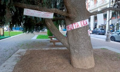 “I cedri di piazza Europa sono sani”: ecco cosa dice l’agronomo che smentisce il Comune