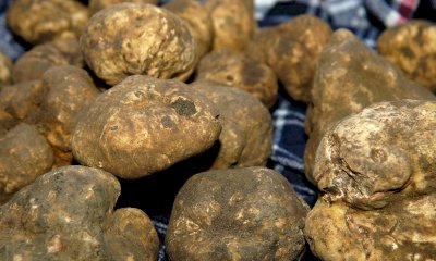 Un nuovo accordo tra Cia Agricoltori italiani di Cuneo e Associazione Tartufai di Alba