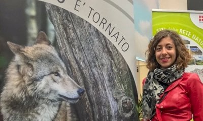 “Caccia al lupo in Piemonte? La destra perde il pelo ma non il vizio”