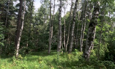 Un’esposizione di legname locale alla Sagra della Castagna e del Fungo di Rossana