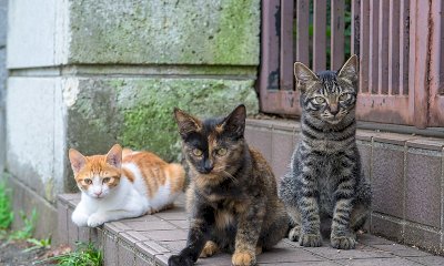 La Regione premia i comuni che migliorano la vita dei gatti: tre di questi sono nella Granda